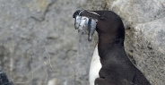razorbill_msi_h_2740_can2127.jpg